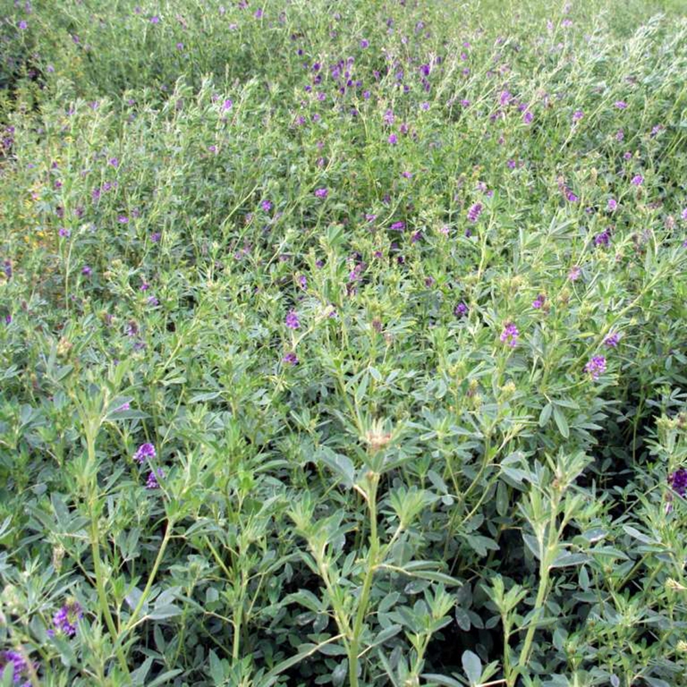 大叶紫花苜蓿种子多年生苜蓿草籽四季牧草种子鸡鸭鹅牛羊鱼草种